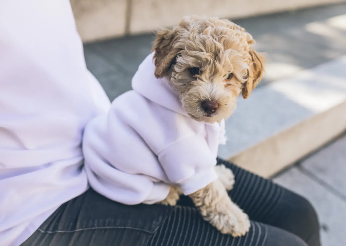 Dog wearing sweater